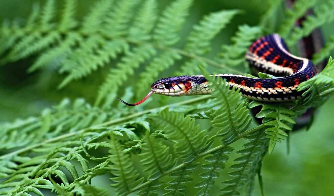 snake, beautiful