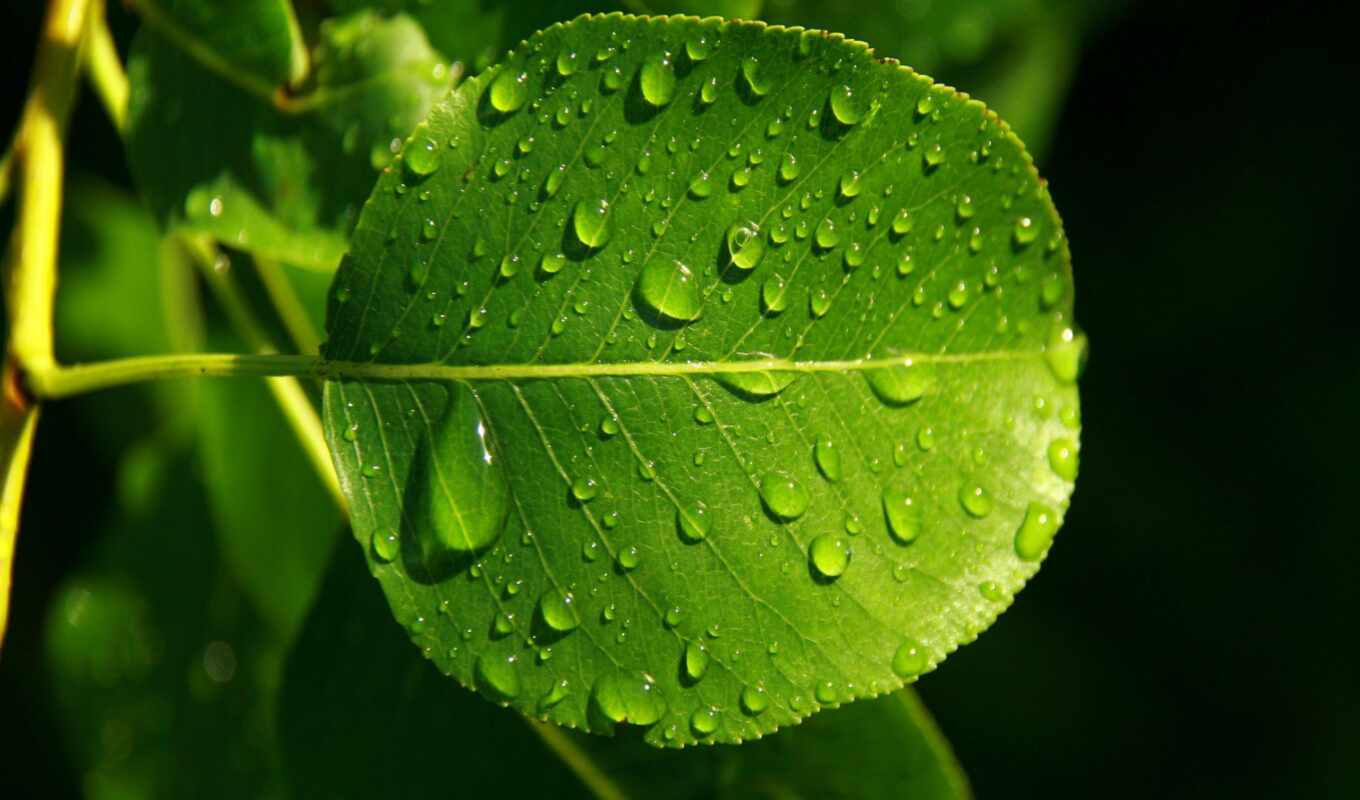 drop, sheet, green, water, dew, leaf