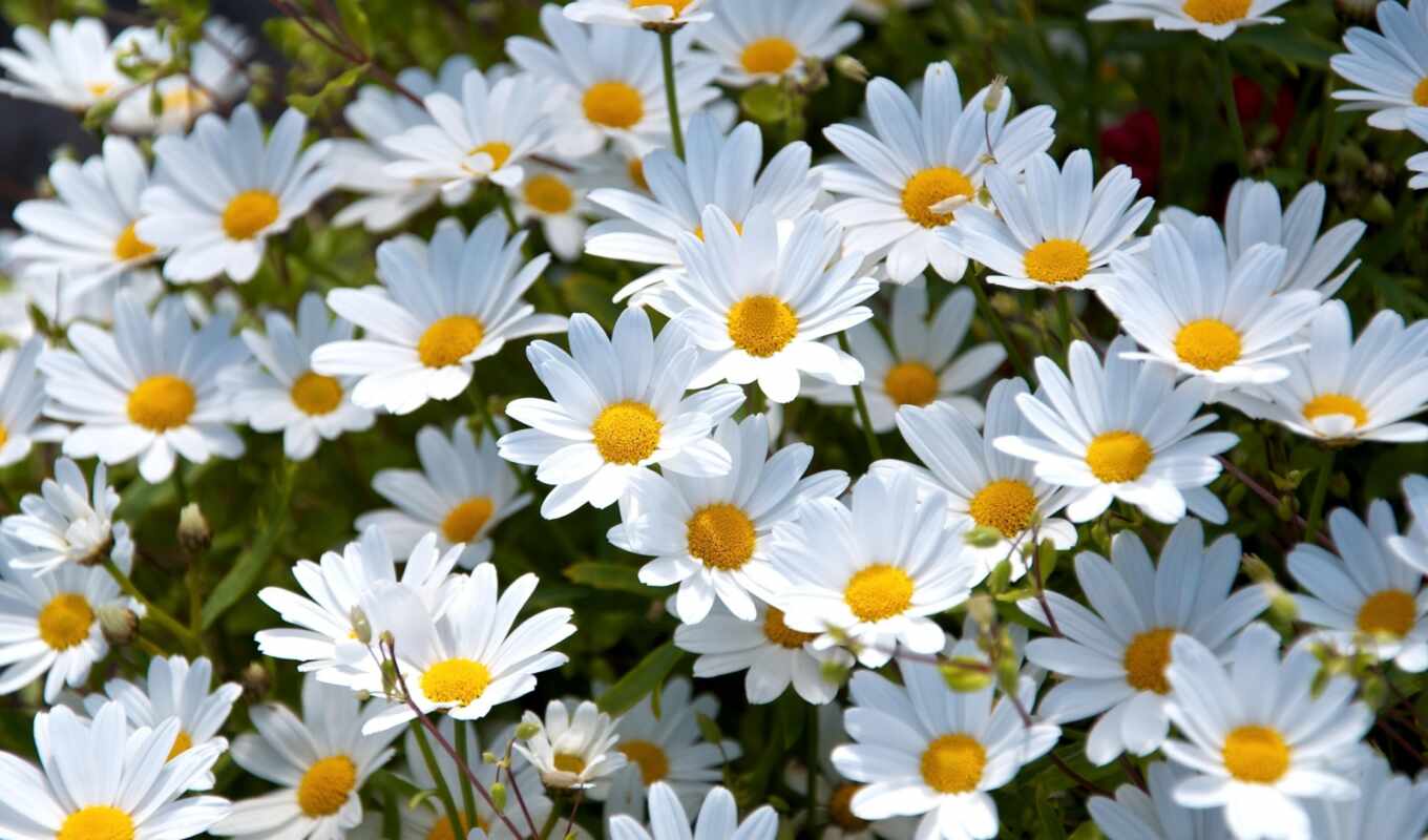 цветы, summer, white, daisy
