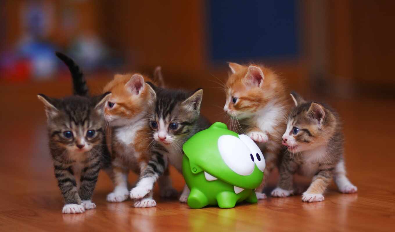 lovely, cats, cats, cat, kitty, beasts, zhivotnye, toad, evil