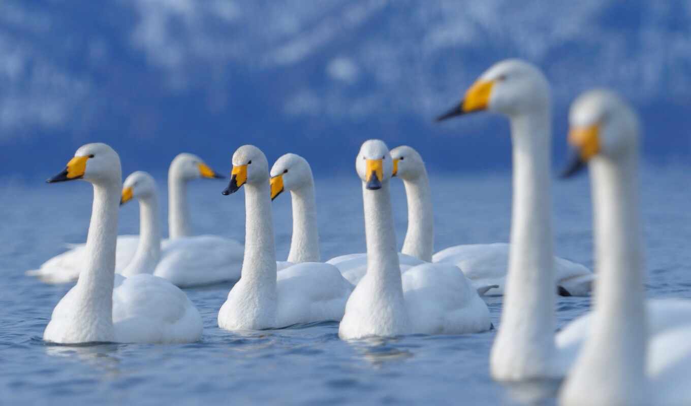 озеро, белые, лебеди, лебедь, озере, птицы