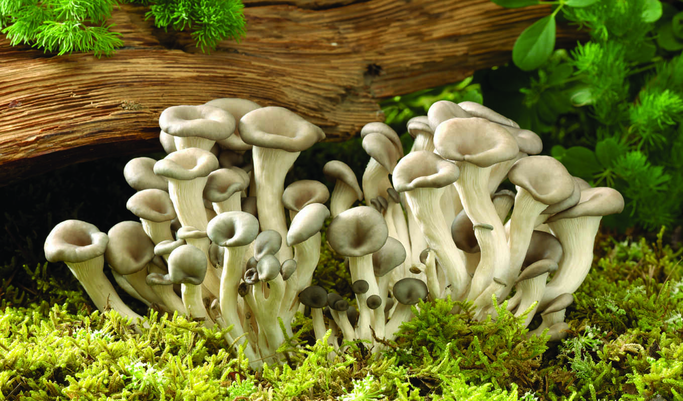 images, mushroom