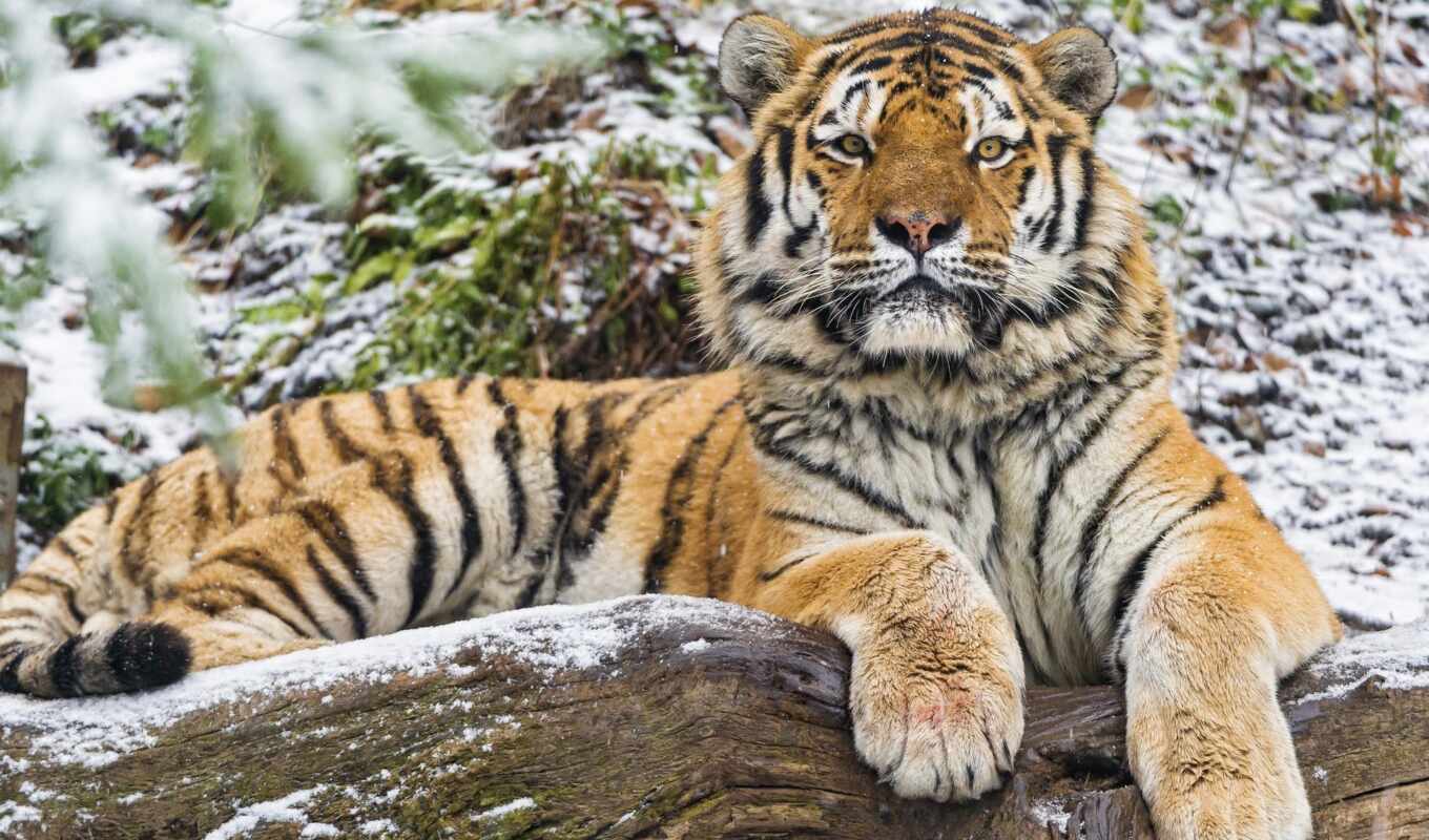 tigris, красивый