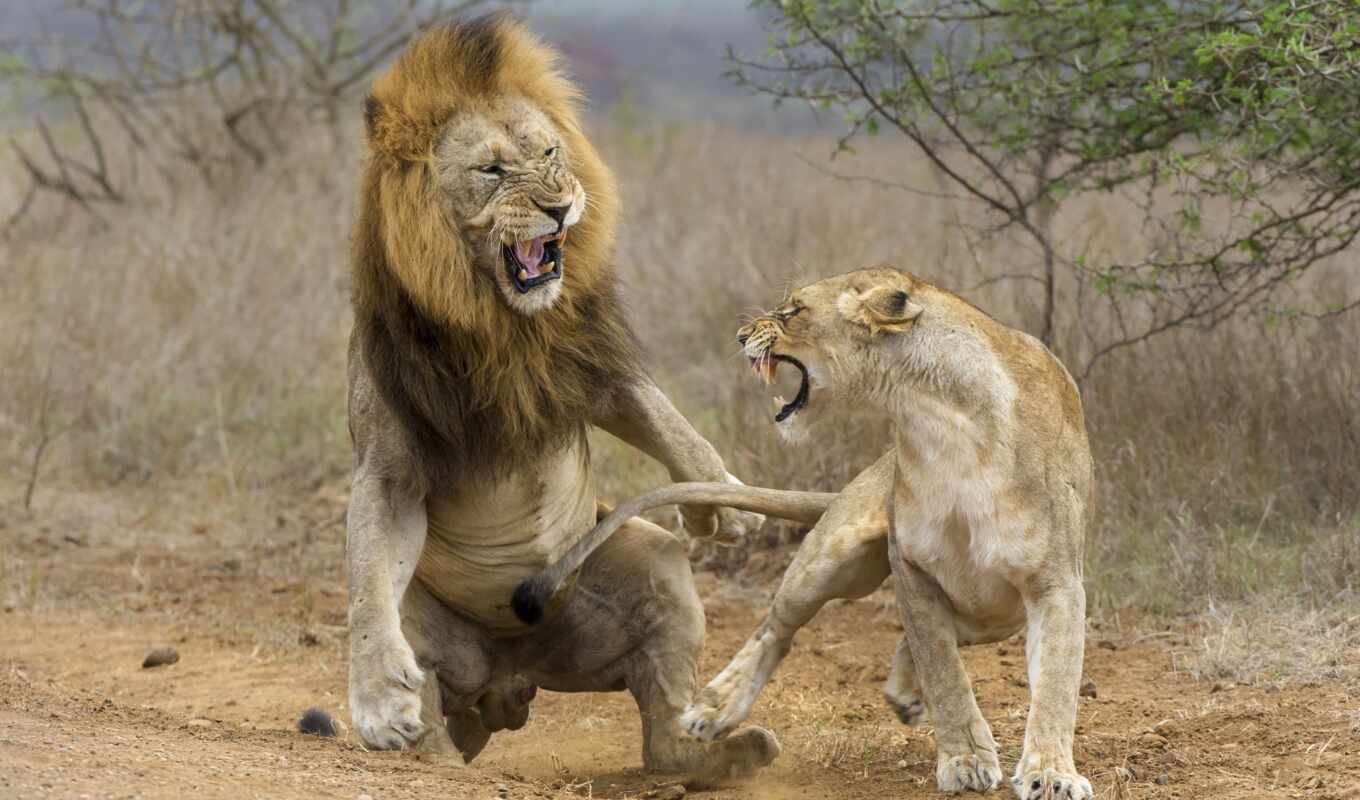 lion, кот, биг, они, left, тигр, wild, animal, strong, many, против