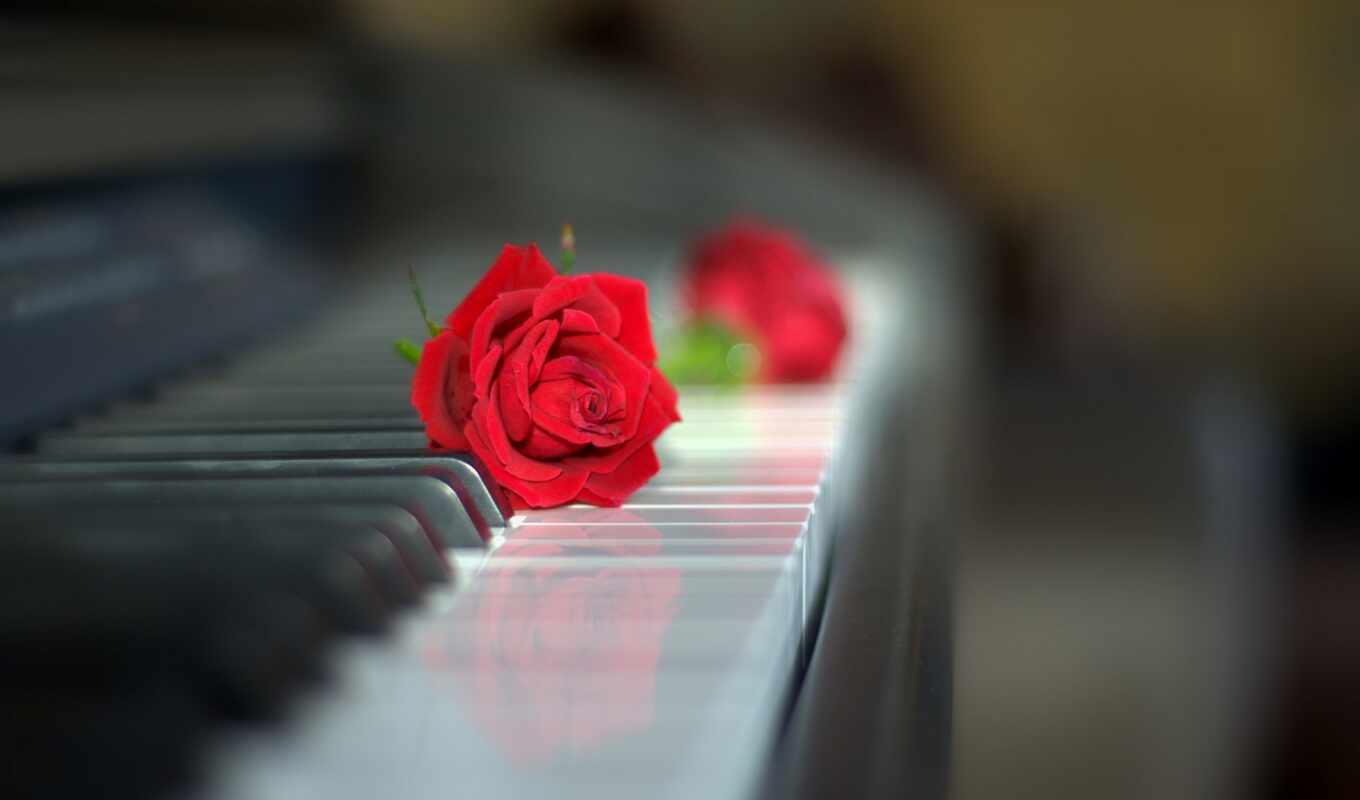 цветы, роза, клавиатура, стиль, red, ключ, piano