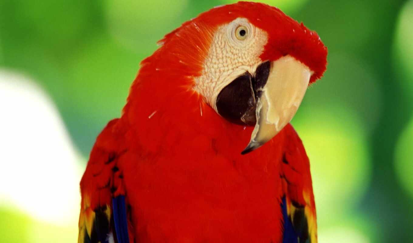 птица, попугай, animal, zealand, macaw