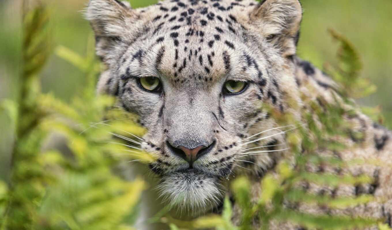 black, snow, cat, leopard, tiger, wild, animal