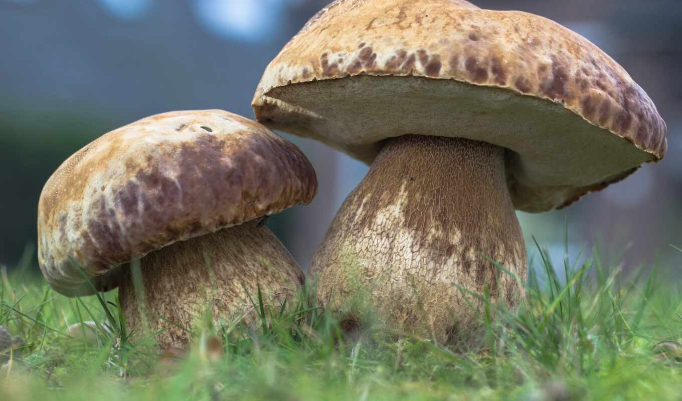 mushrooms, couple, mushroom, grass autumn