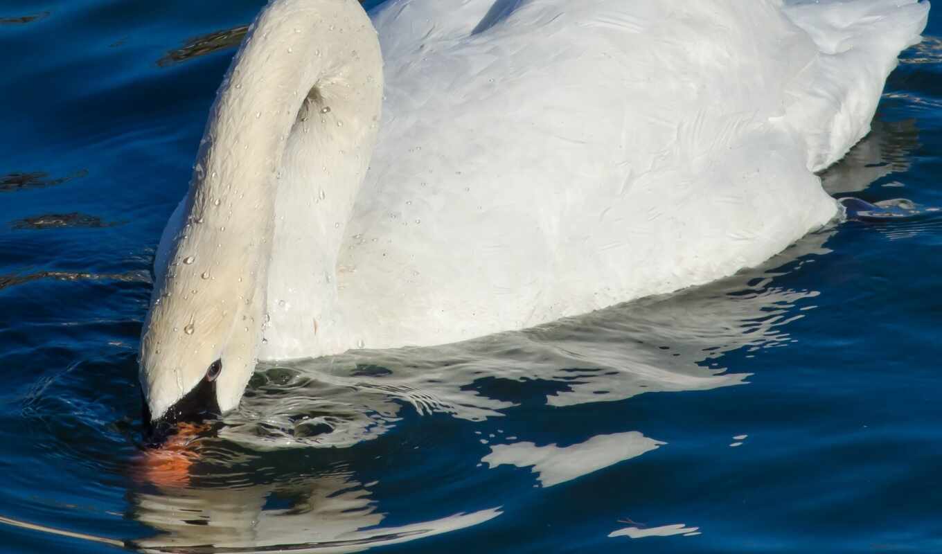 white, water, grace, bird, swan, water, swan