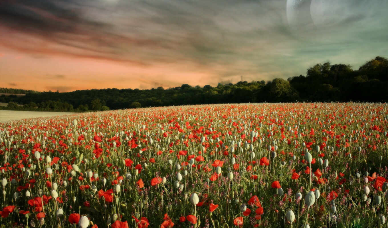 full, Red, poppies, pole