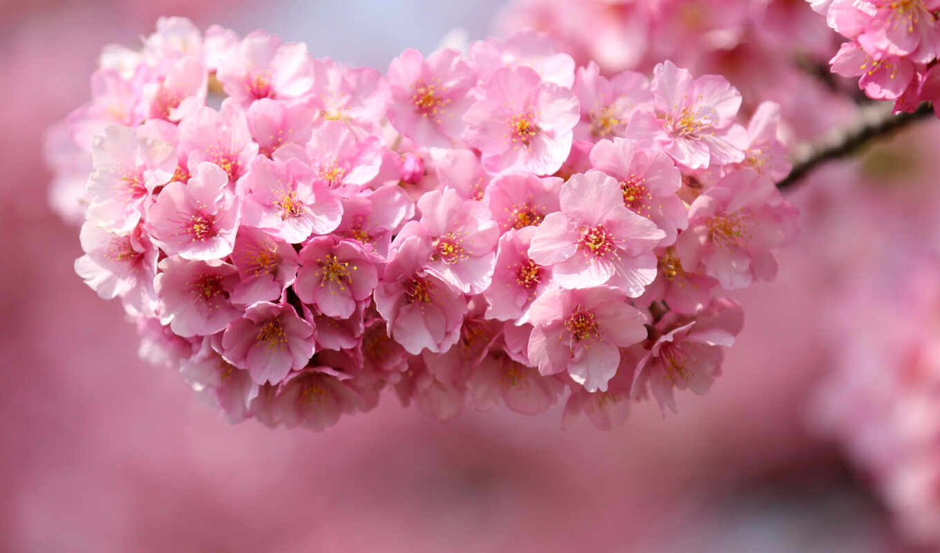 macro, Sakura, cherry, Japan, cvety, petals, classmates, accommodation