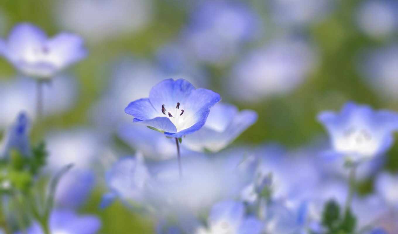 цветы, blue, макро, красивые, уже, лучшая, голубые, cvety, lna