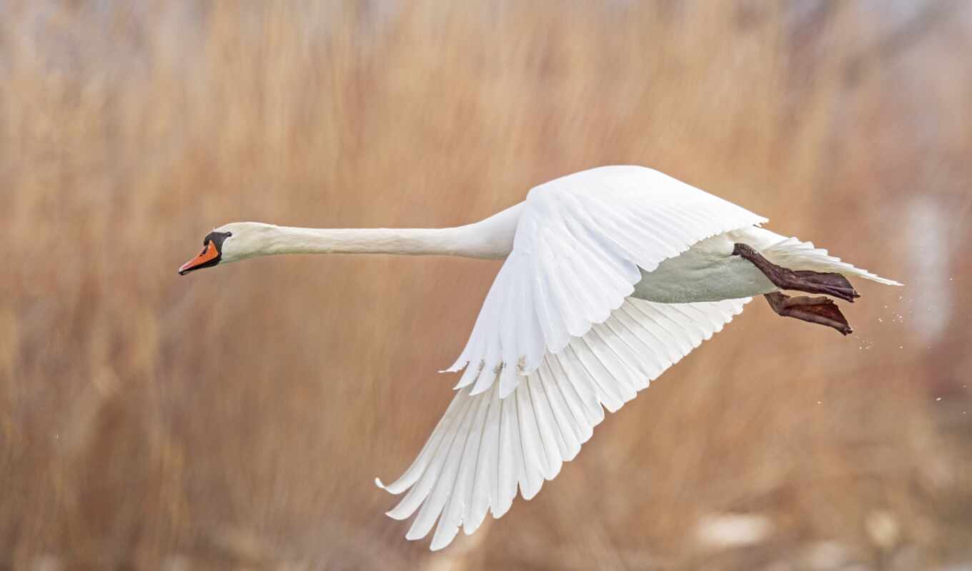 white, background, picture, animal, swan, weed, permission, tundra