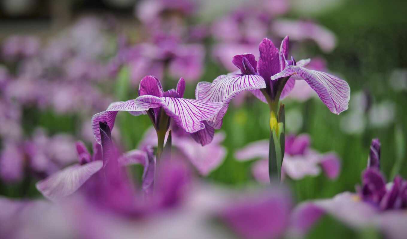 цветы, purple, фиолетовый, garden, розовый, сиреневый, side, размытость, iris