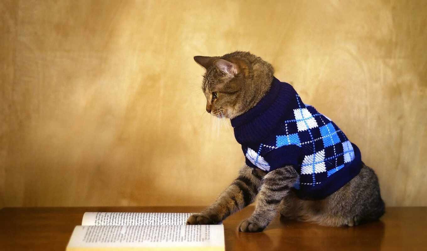book, cool, cat, subject matter, funny, warm, sweater, kotit