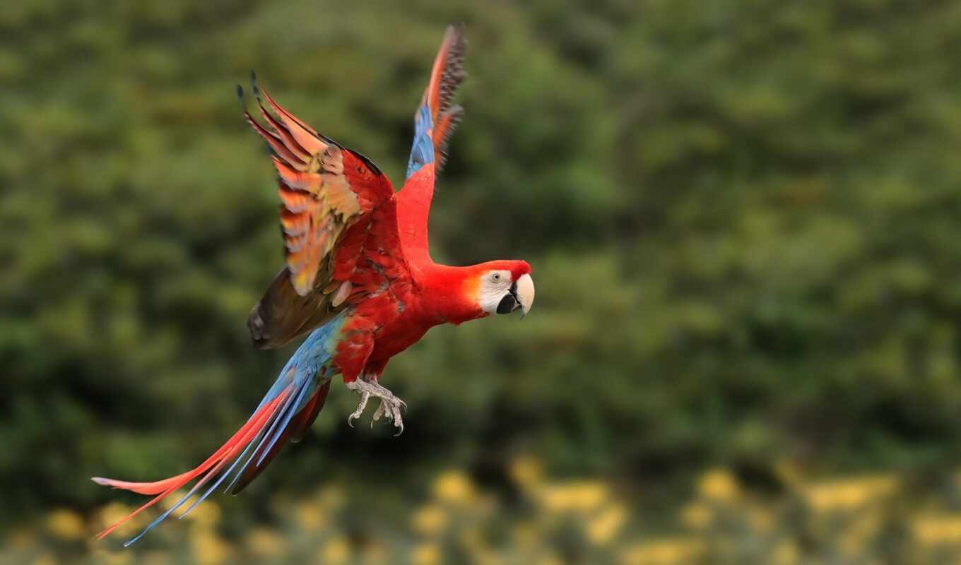 небо, red, зелёный, птица, чая, перо, крыло, weed, macaw, scare