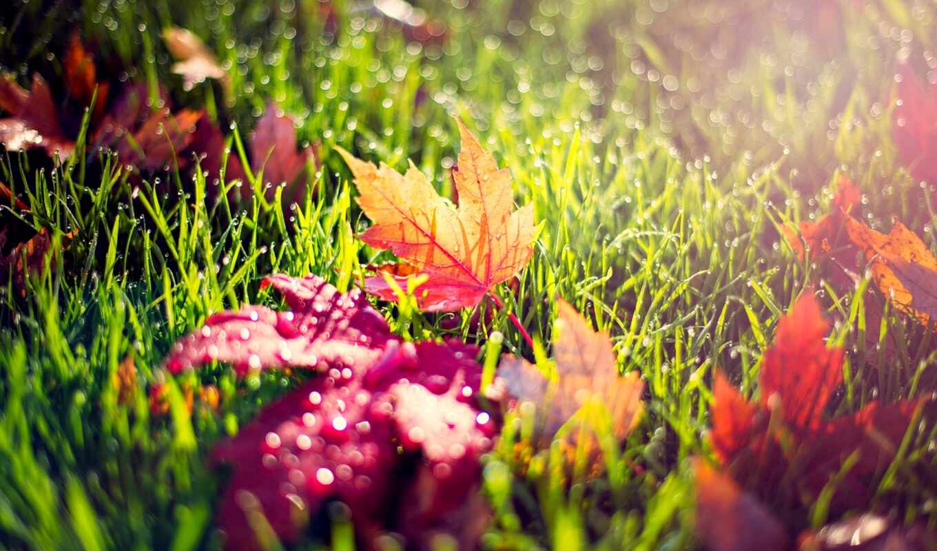 природа, drop, лист, трава, красное, осень, роса, утро, makryi