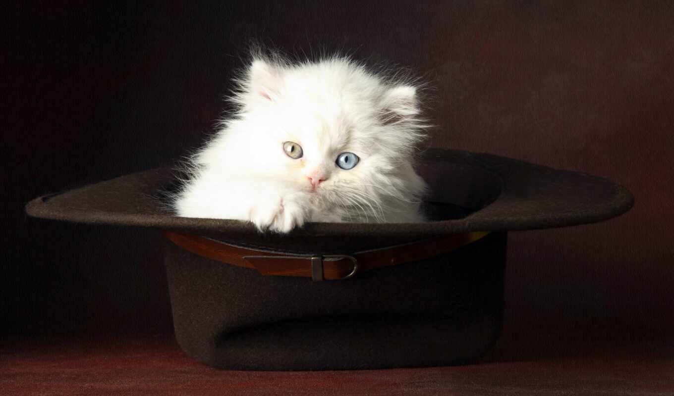 фото, шляпа, кот, animal, объект, sweetheart