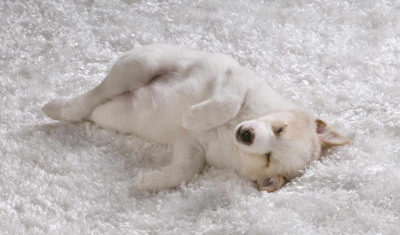 white, puppy, carpet, light