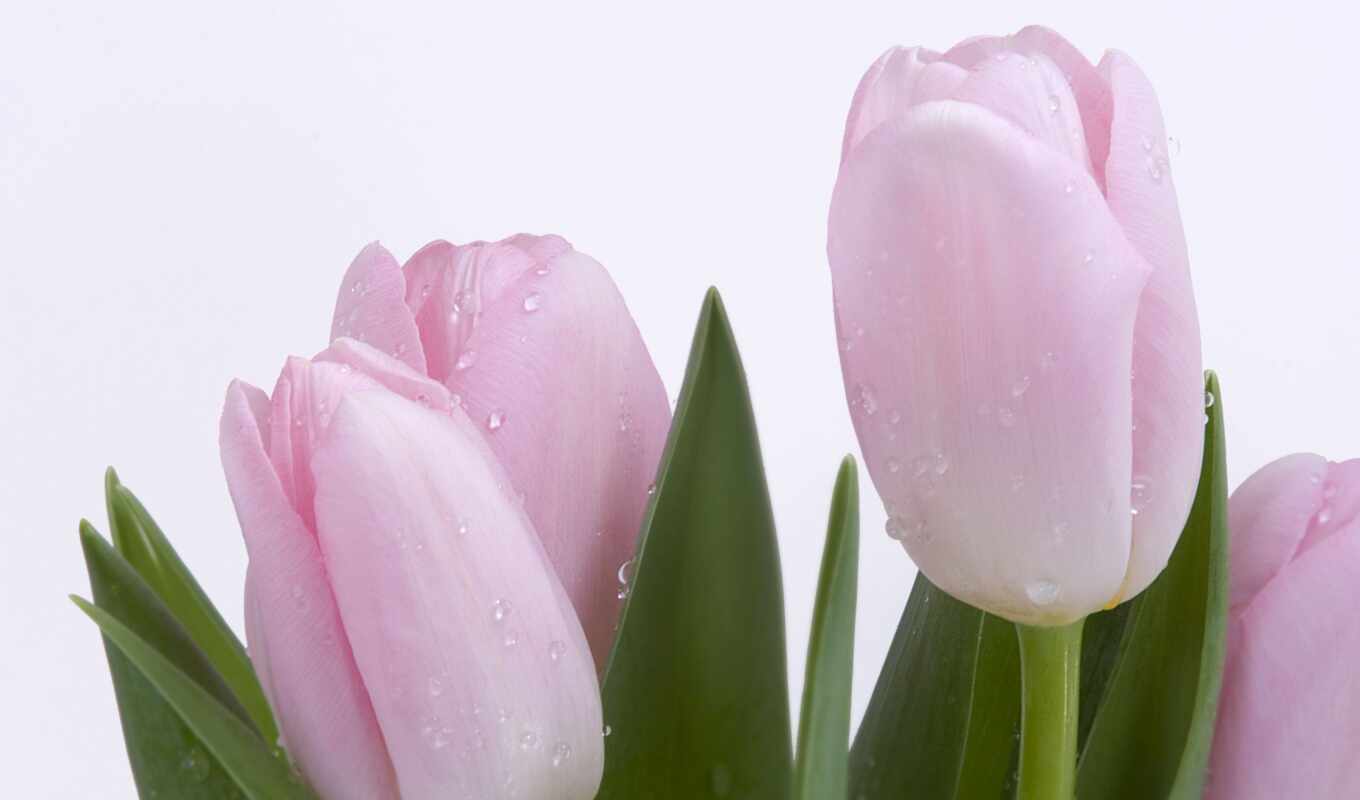 цветы, красивые, день, тюльпаны, матери