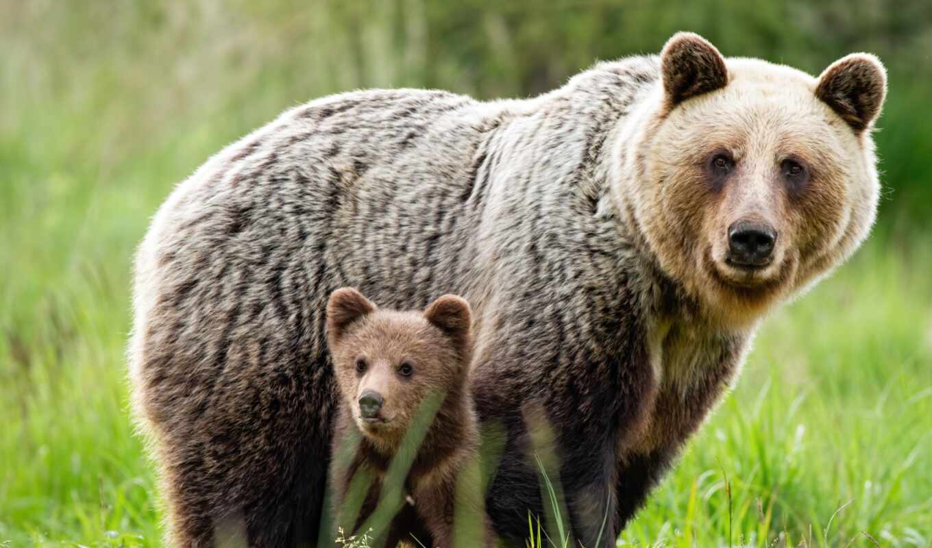 photo, green, she, brown, bear, the cub, two, mom, meadow, copy, ursus
