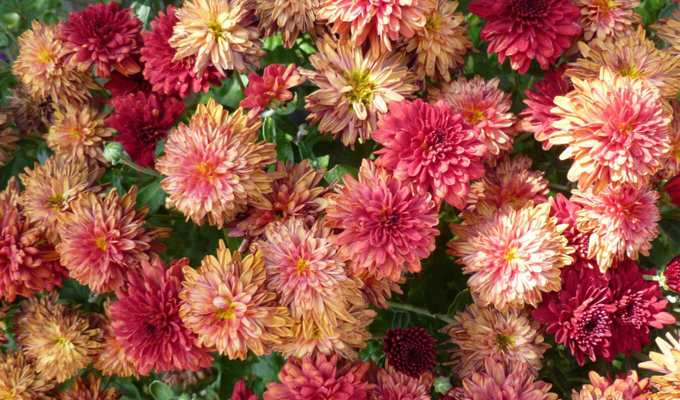 цветы, дачный, chrysanthemum, astra, wikipediaosennii