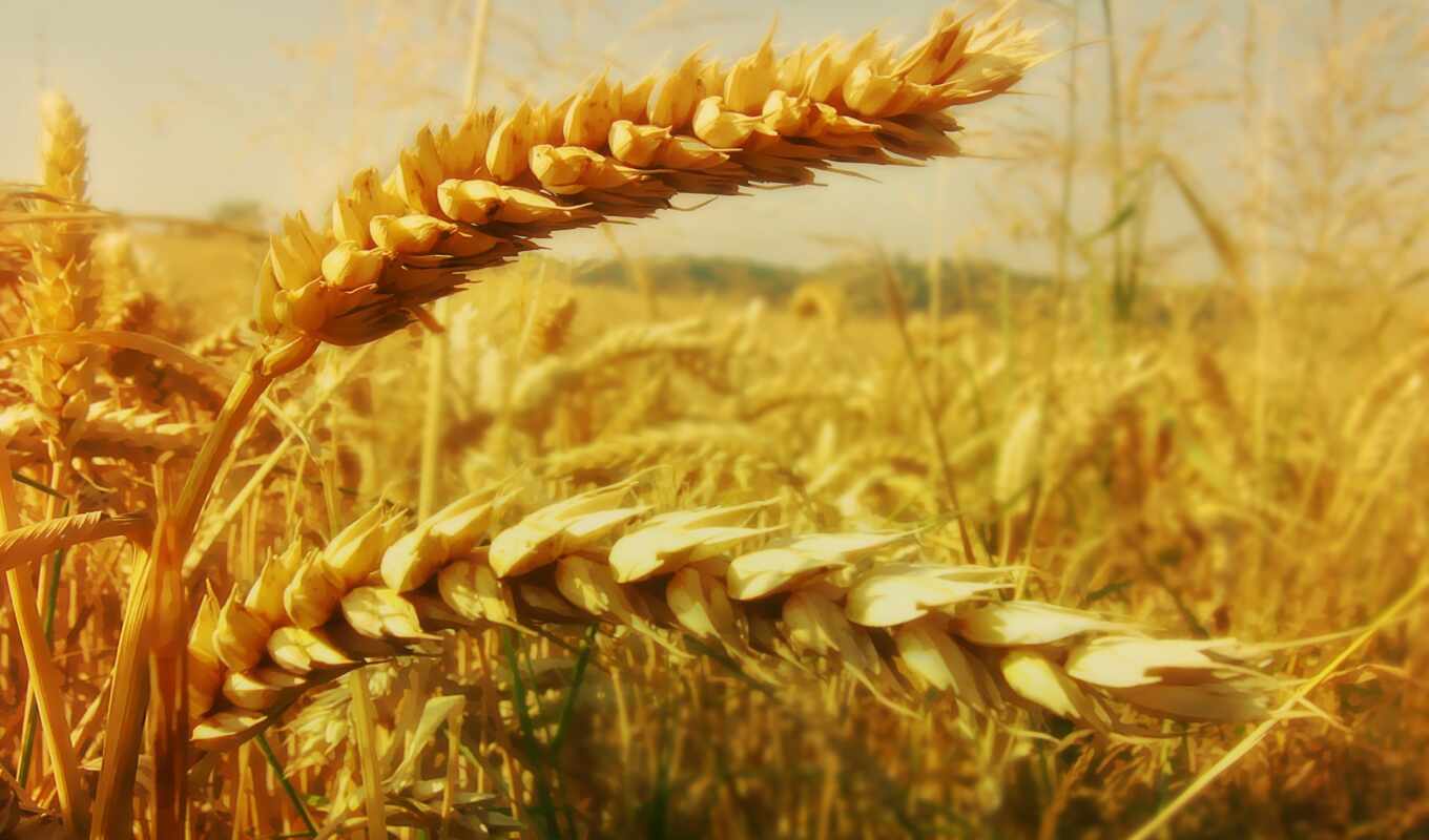 picture, earrings, wheat, crops