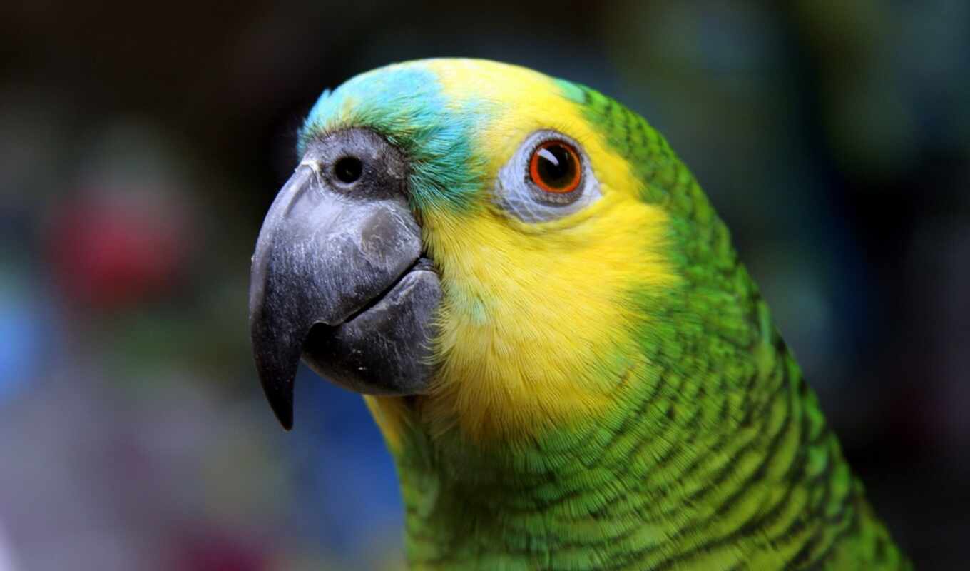 view, a parrot, amazon