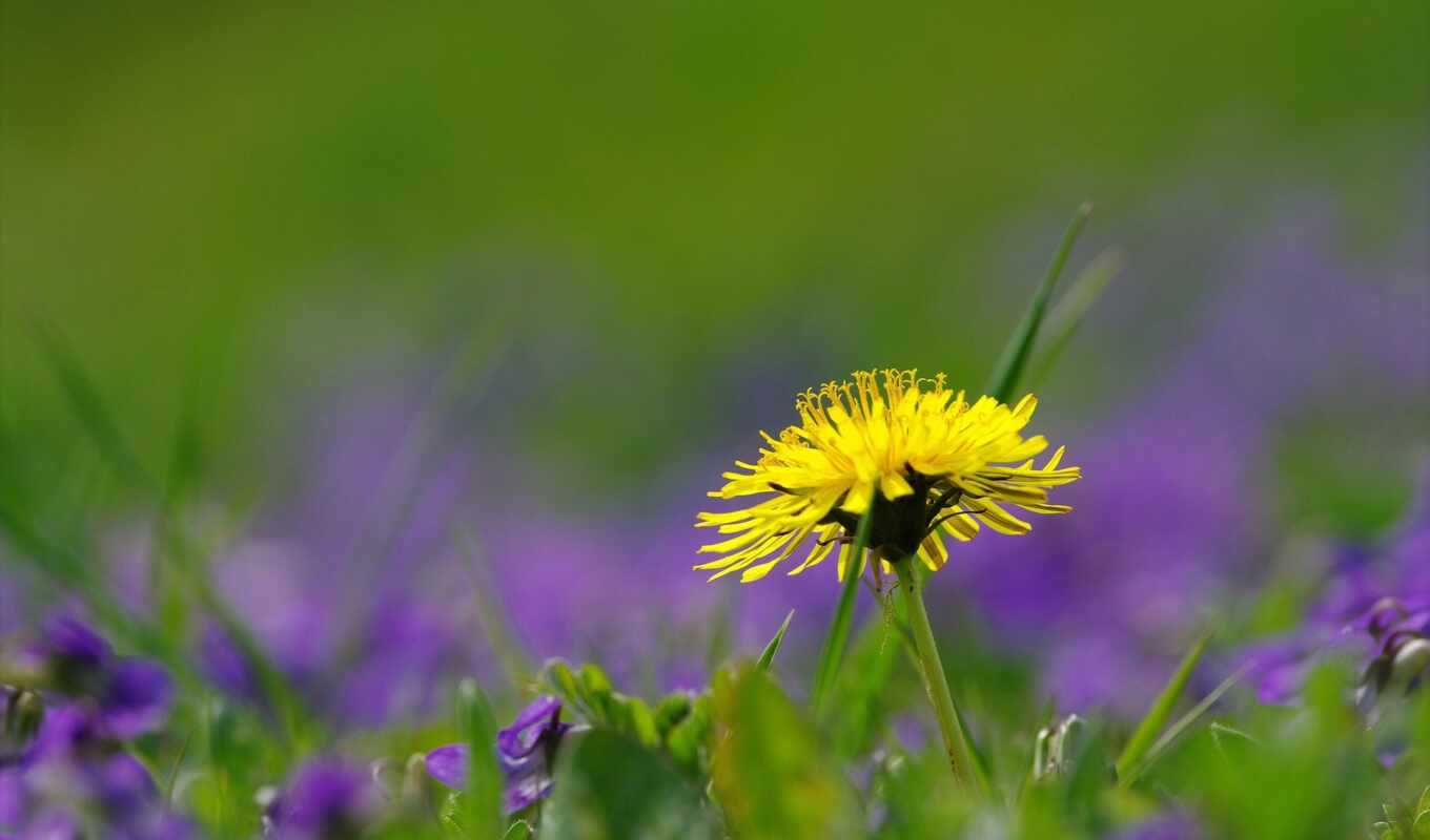 flowers, picture, field, to find, dandelion, thous, song, makryi