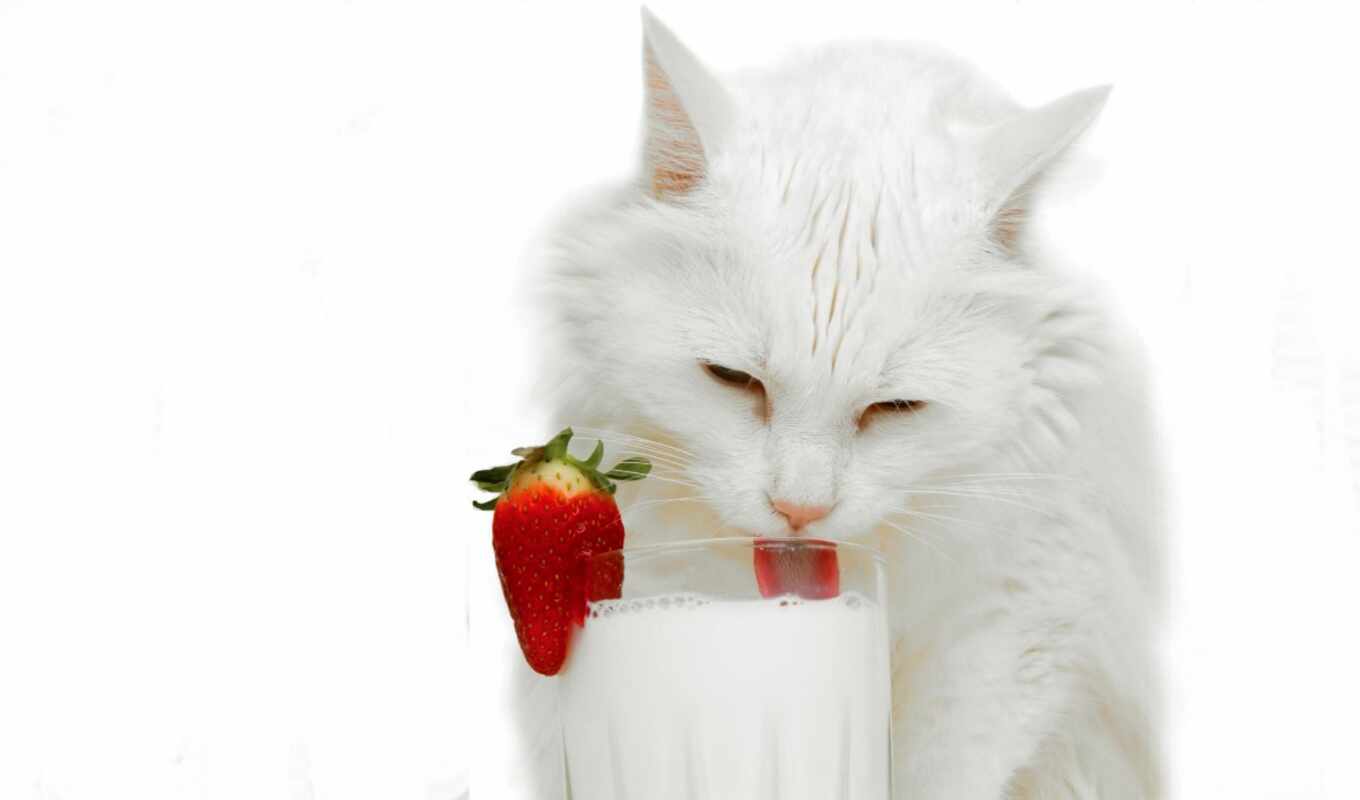 white, glass, кот, animal, milk, клубника