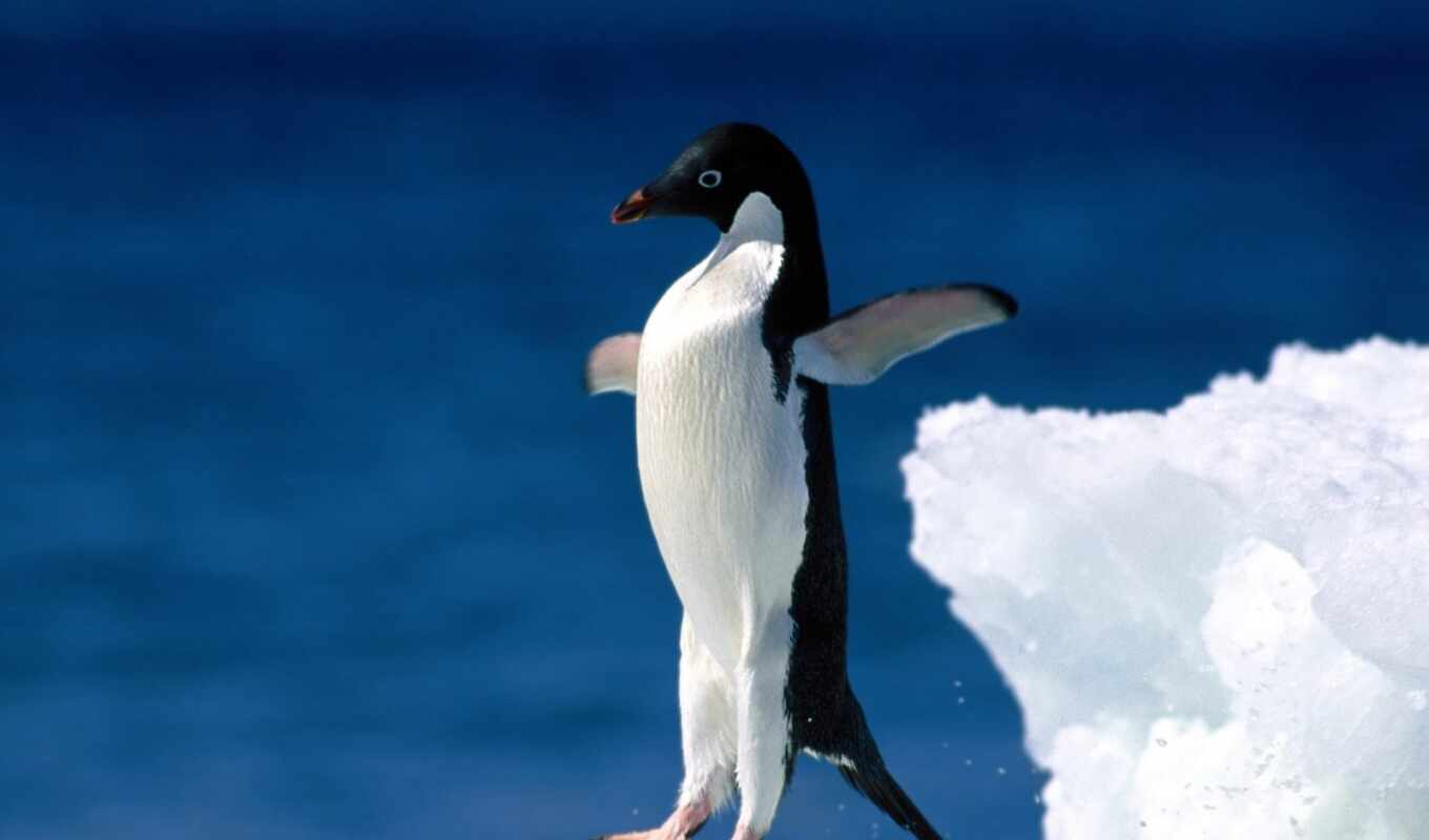 pictures, прыжке, pin, пингвин, пингвинов, imperial