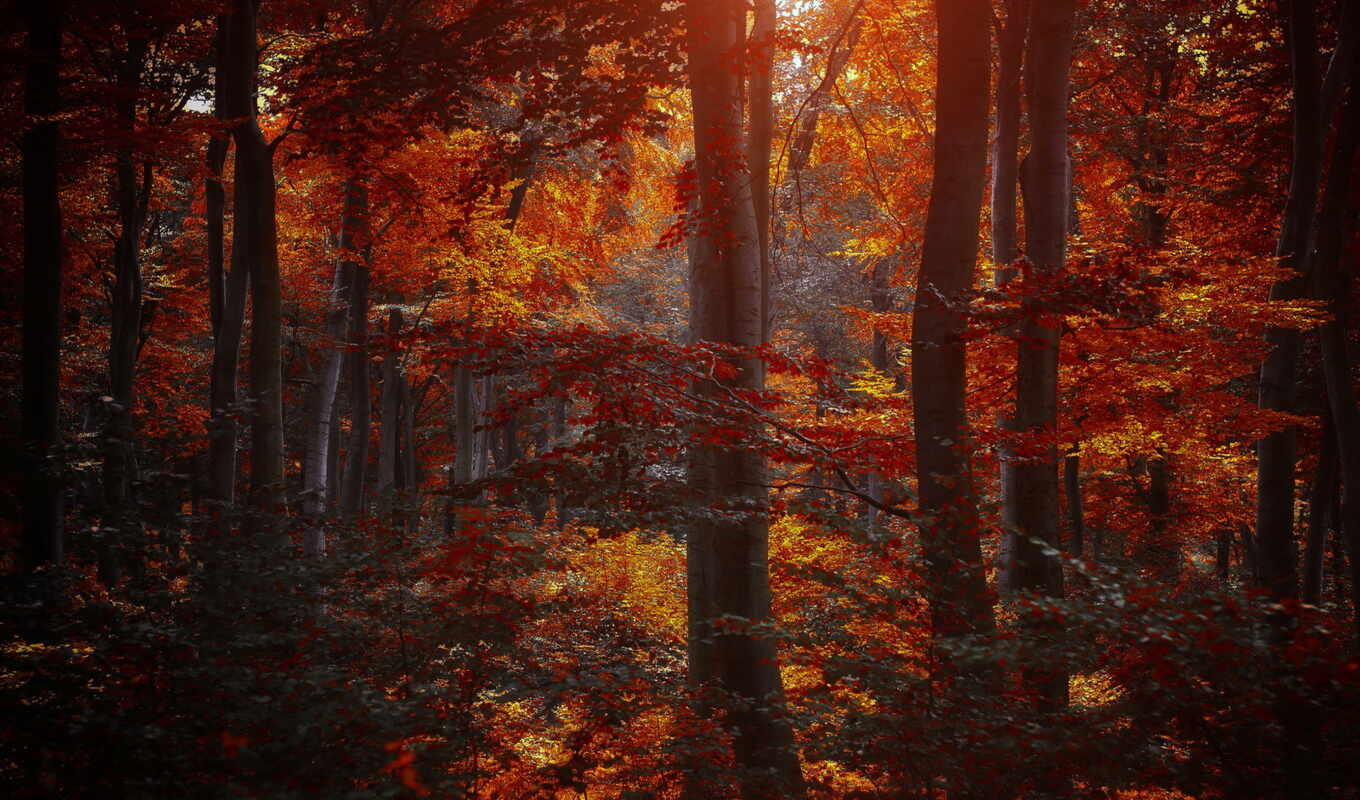 природа, лес, осень, листва, желтые, trees, бордовые, багровые