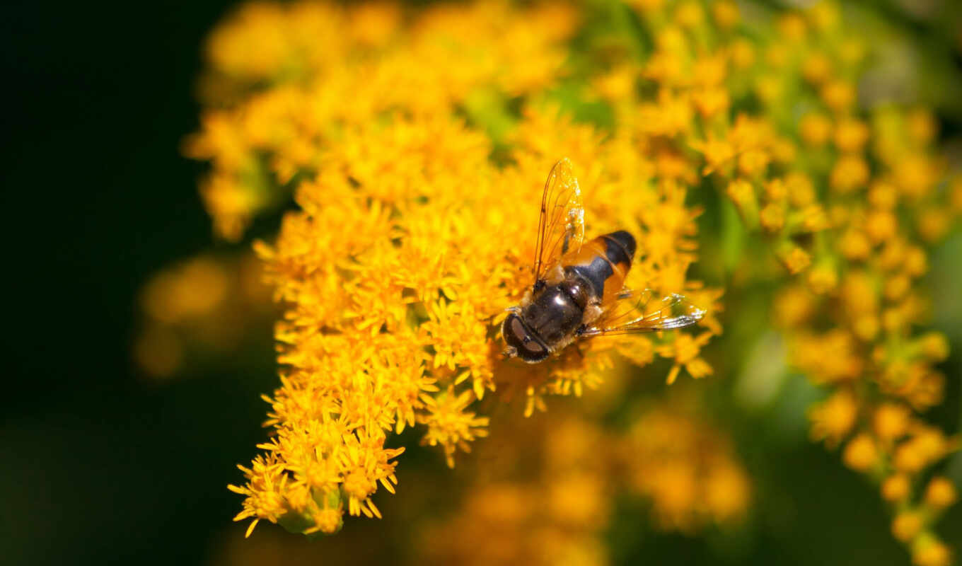 Пчелы цветы желтые бесплатно