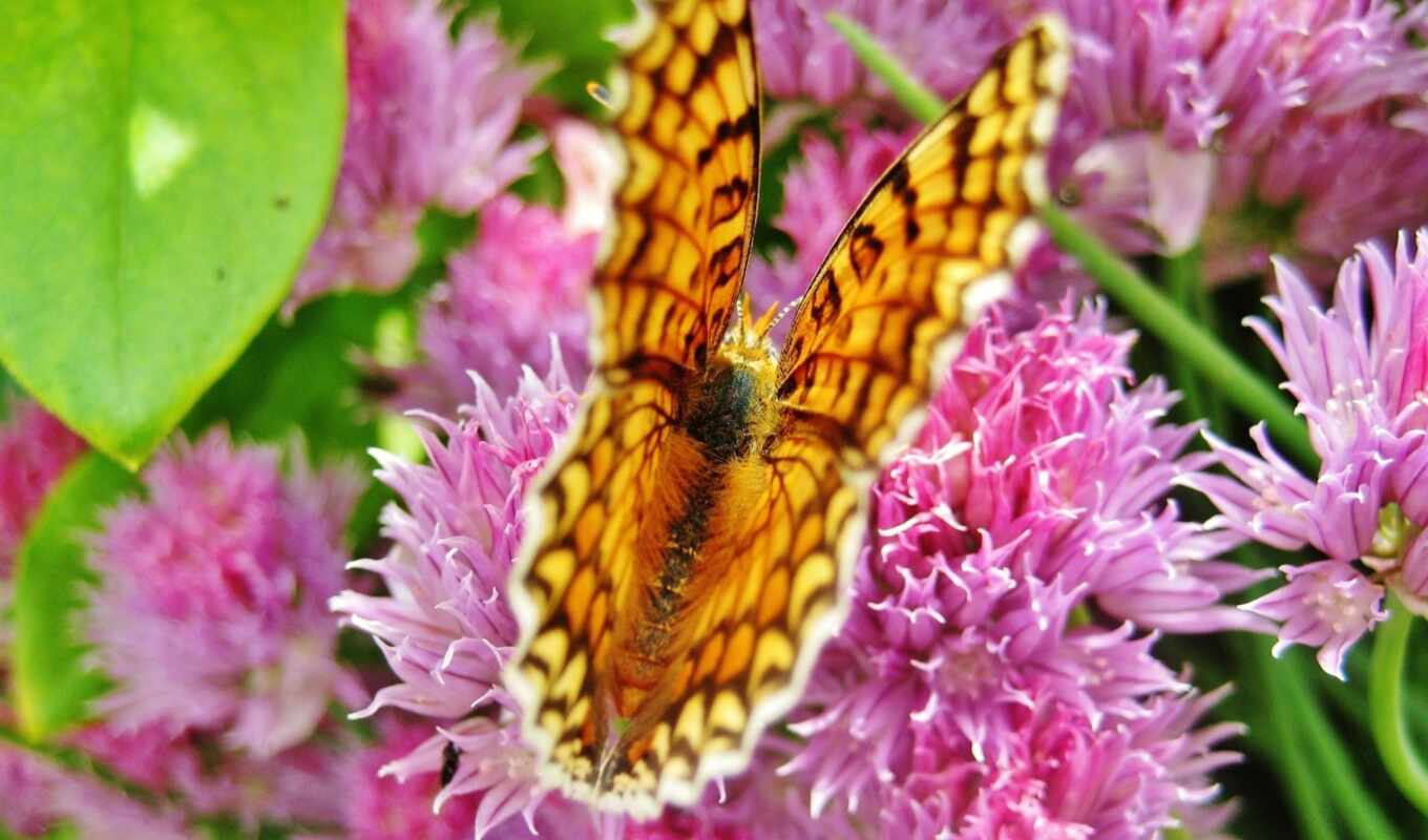 природа, бабочка, flowers, animals, animal, butterflies