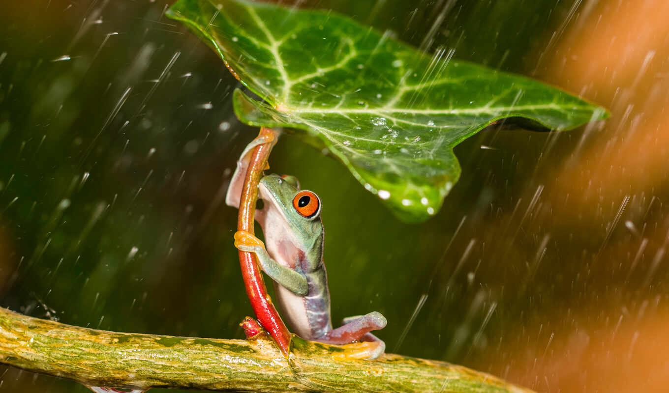 лягушка, смешные, дождя, лягушки, древесная, под, прячется, листом, зеленым