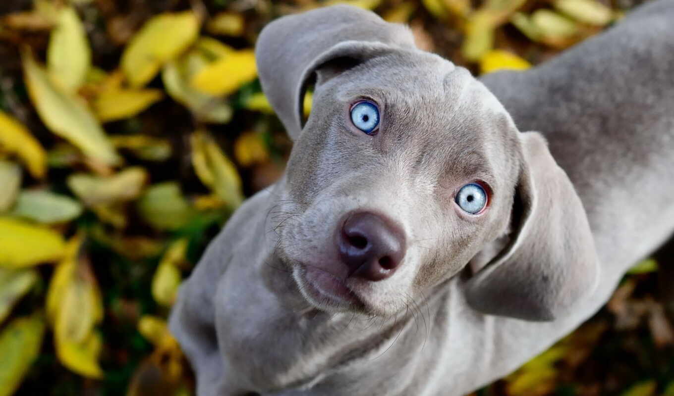 blue, глаз, собака, порода, color