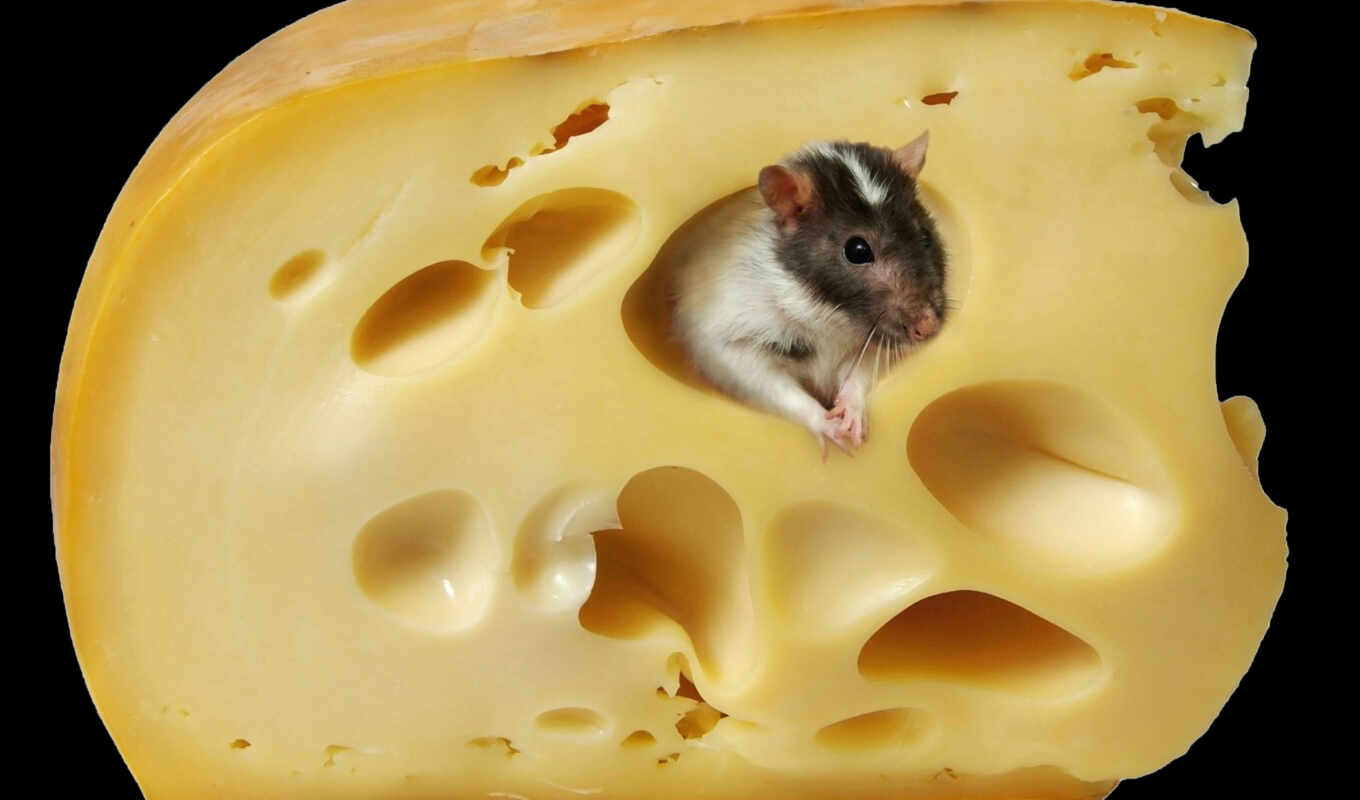 love, animal, mouse, крыса, сыр