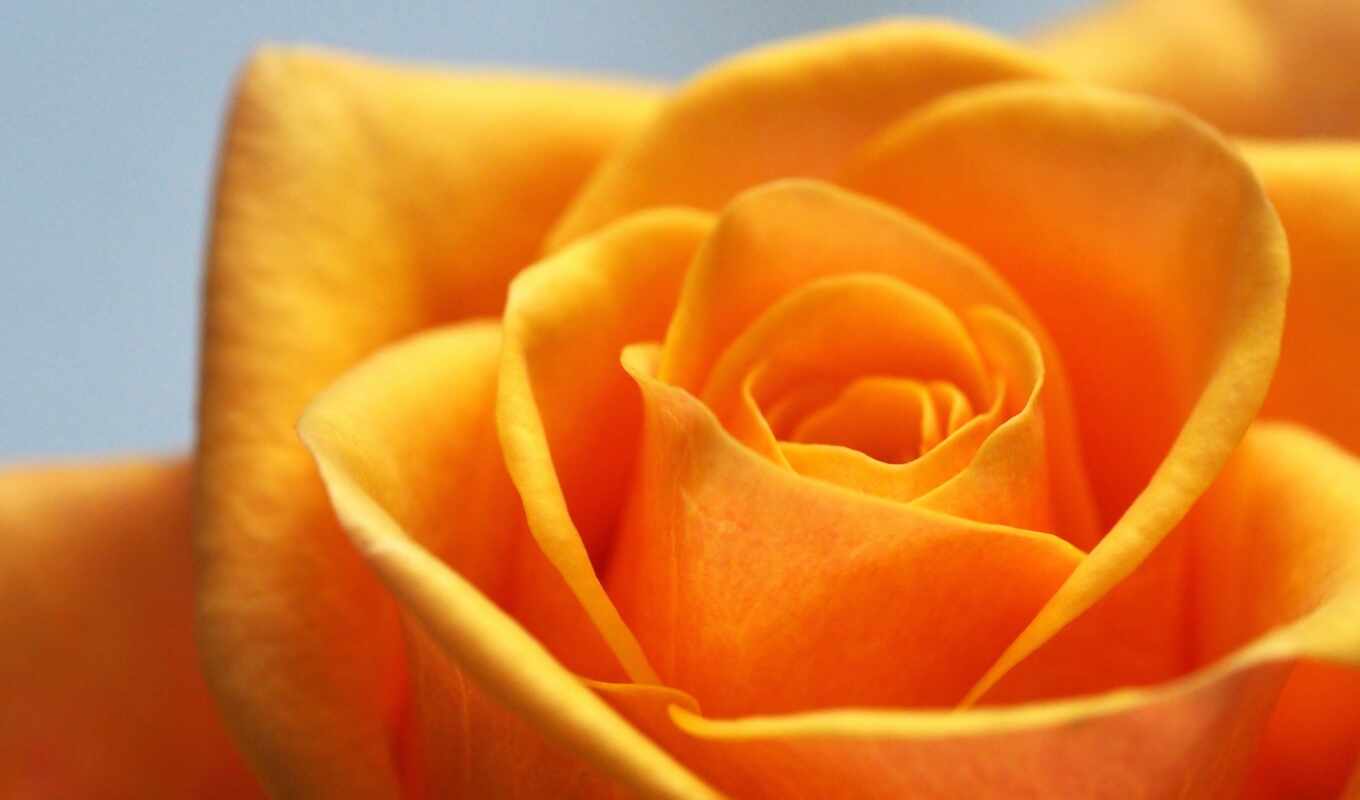 flowers, rose, love, facebook, much, orange, yellow, bloom, takeoff, yellow