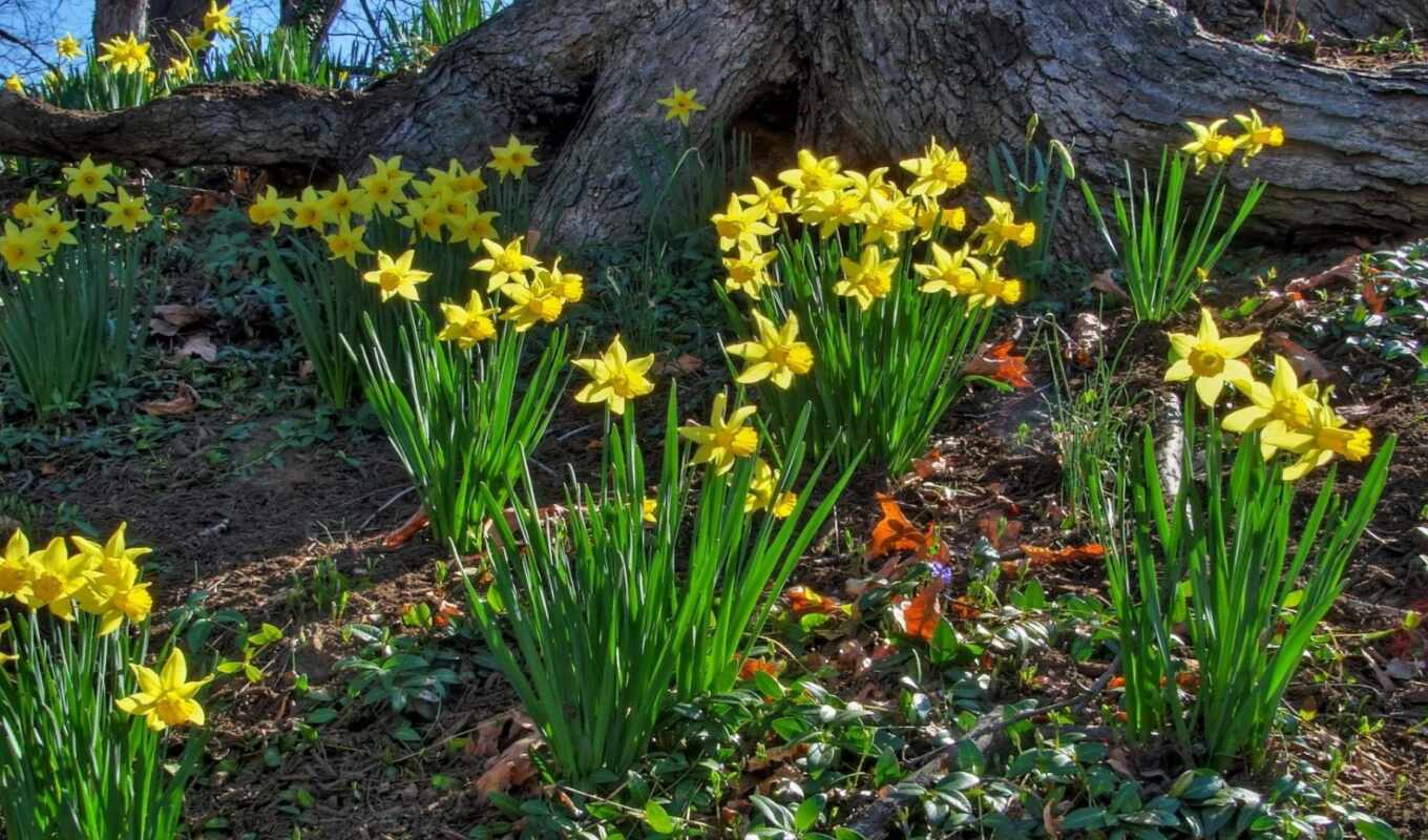 цветы, daffodil
