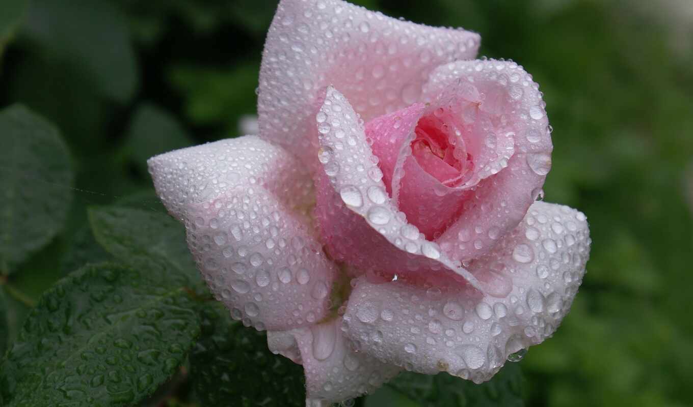 flowers, rose, pink, dew, because