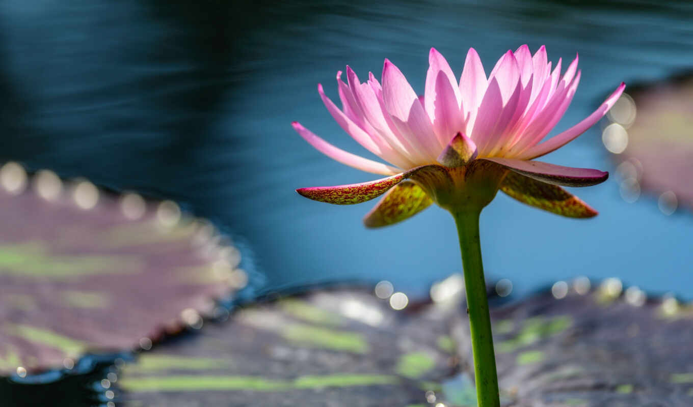 flowers, sheet, water, pink, pond, water lily