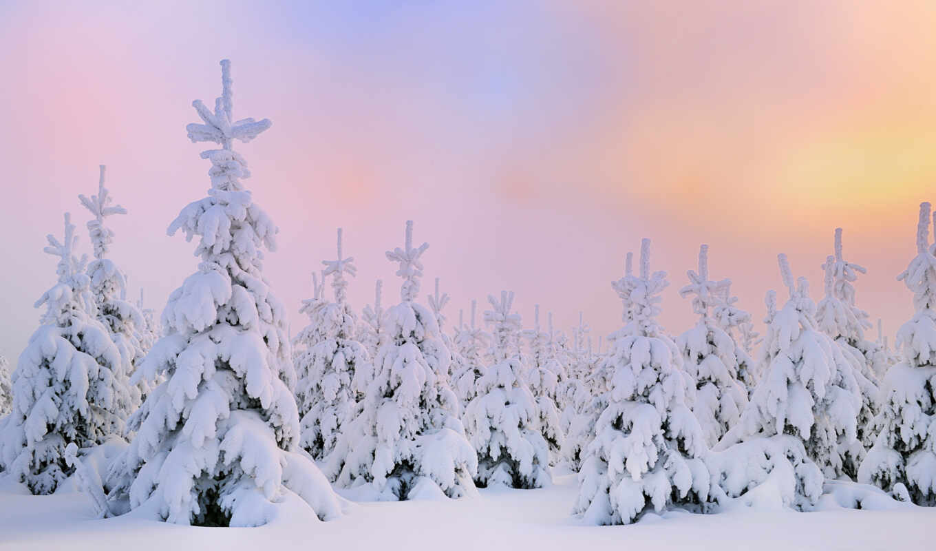 природа, winter, год, time, снегу, зимние, елки, фоны, grandwallpapers