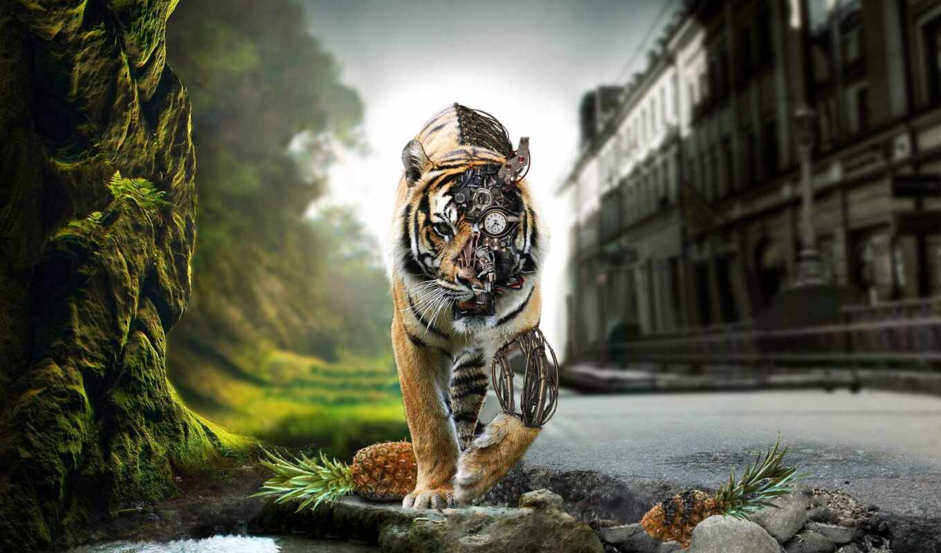 nature, added, ago, years, tiger, paddock, stones, tigers, cyborg, adrš pach