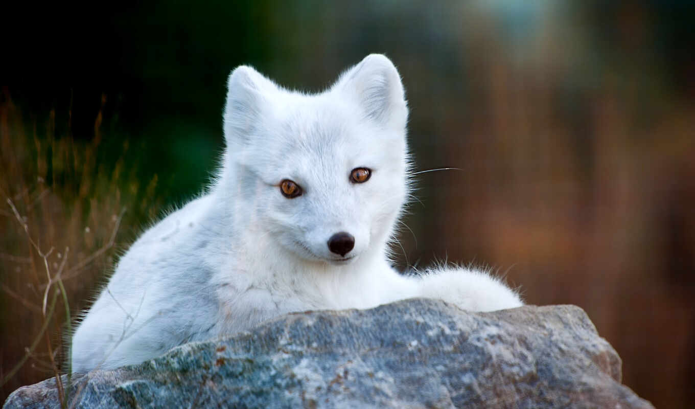 white, stone, grass, fox, nose, polar, ears, arctic fox