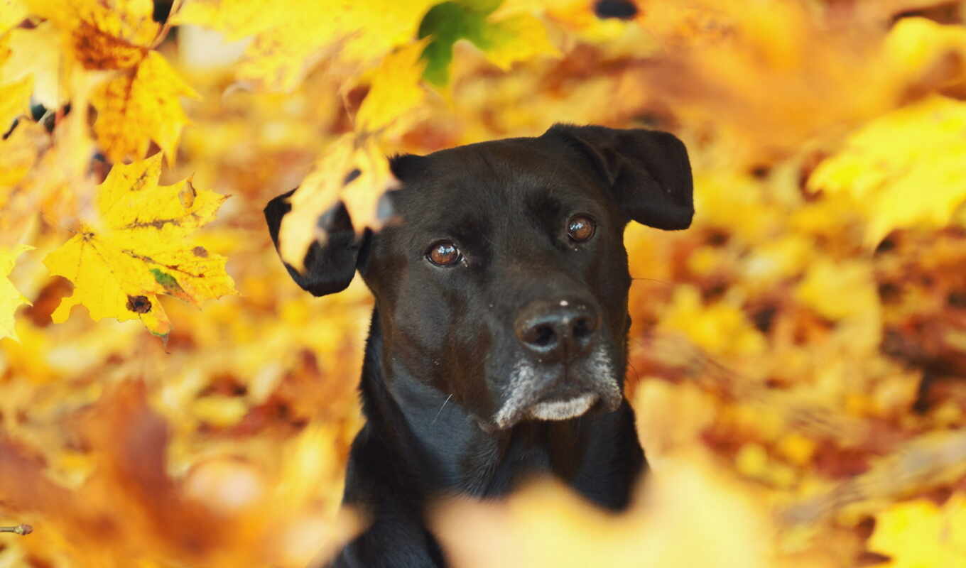 листья, собака, осень, смешные, желтый, приколы