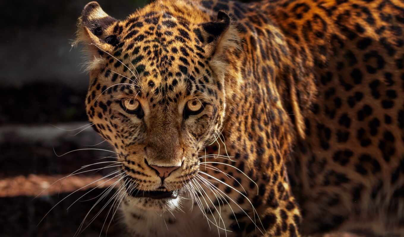 photo camera, eyes, see, jaguar, nähe, the, a mammal, gesicht, n chster, edmondlafoto