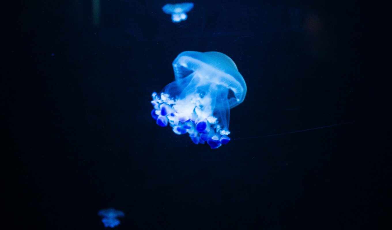 blue, water, море, animal, life, jellyfish