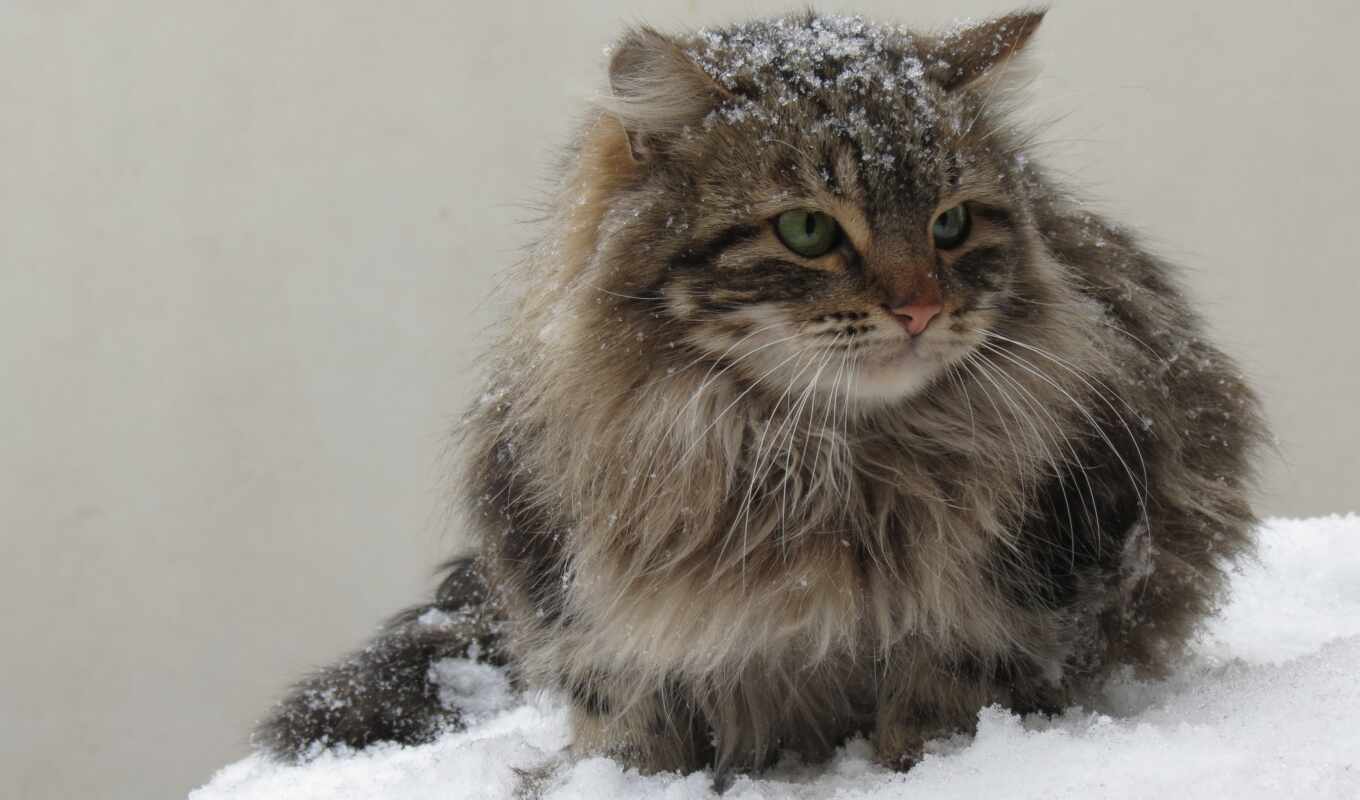free, gray, snow, winter, cat, kitty, furry, fluffy