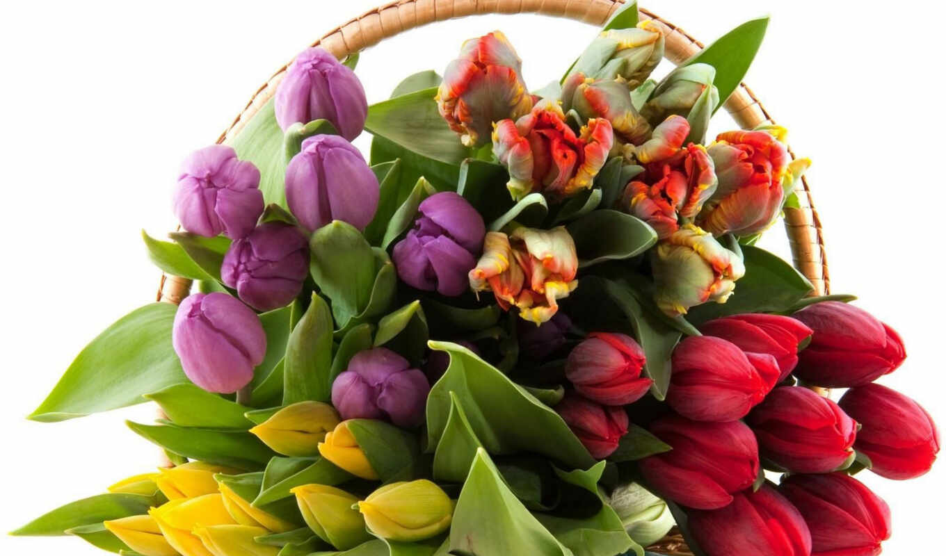flowers, graphics, design, portal, spring, beautiful, bouquet