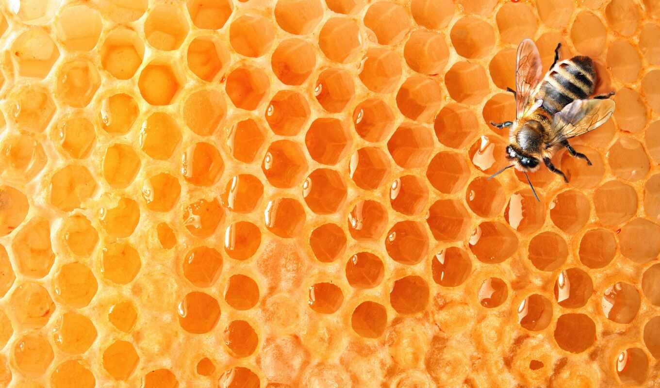 bee, honeycombs, honey